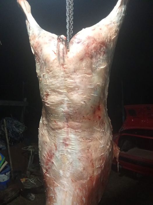 Жылқы еті сатылады(продается конина)