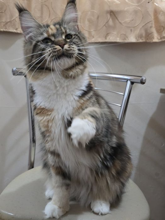 Девочка мейн-кун