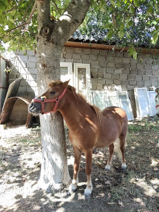 Vand schimb cu duba de dus animale