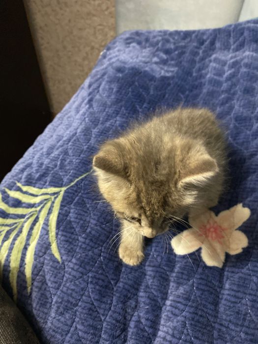 Отдам котенка в добрые руки