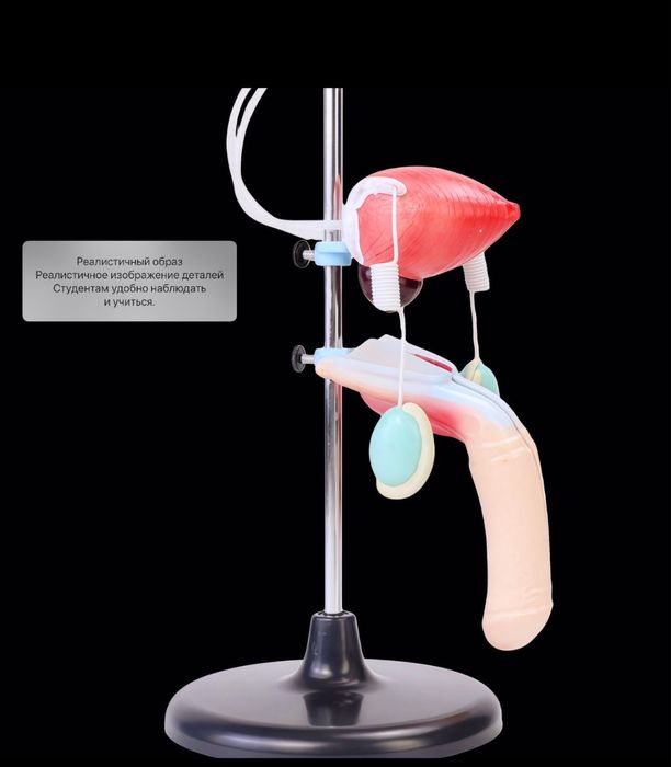 Анатомик муляж макет почки, полового органа мужчин anatomik mulyaj