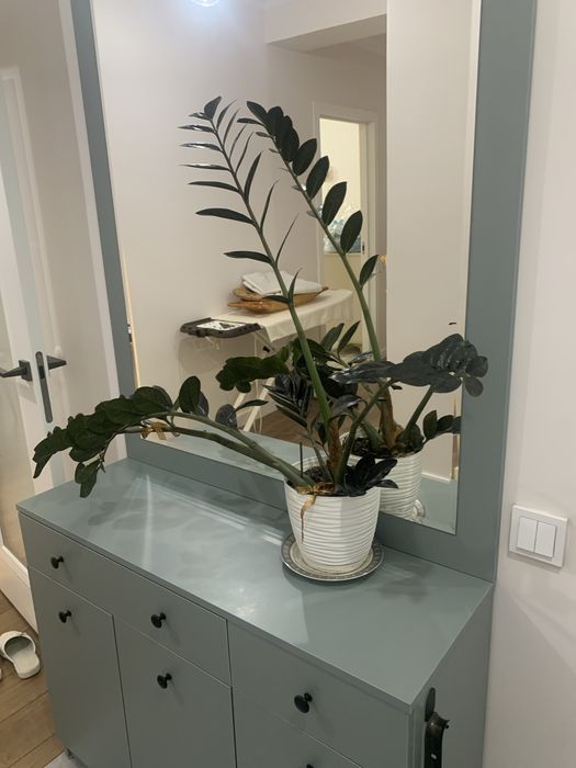 Продам долларовое дерево