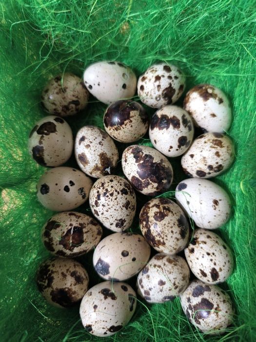 Vând ouă de prepeliță