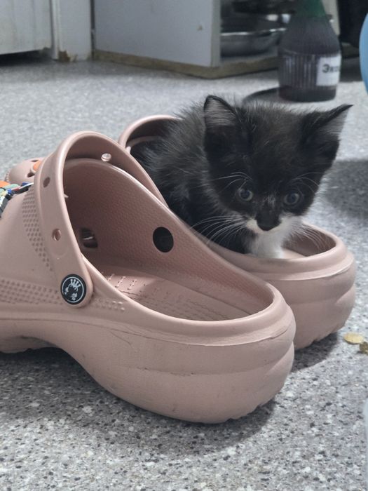 Бесплатно котята