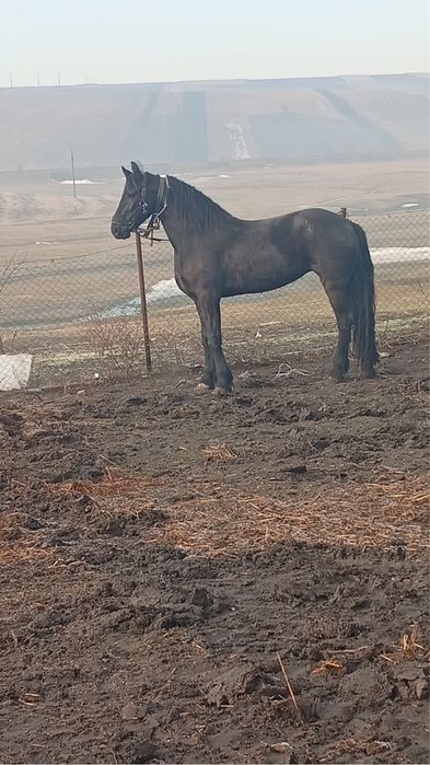 Iepe frizian si KWPN (schimb cu vitei)