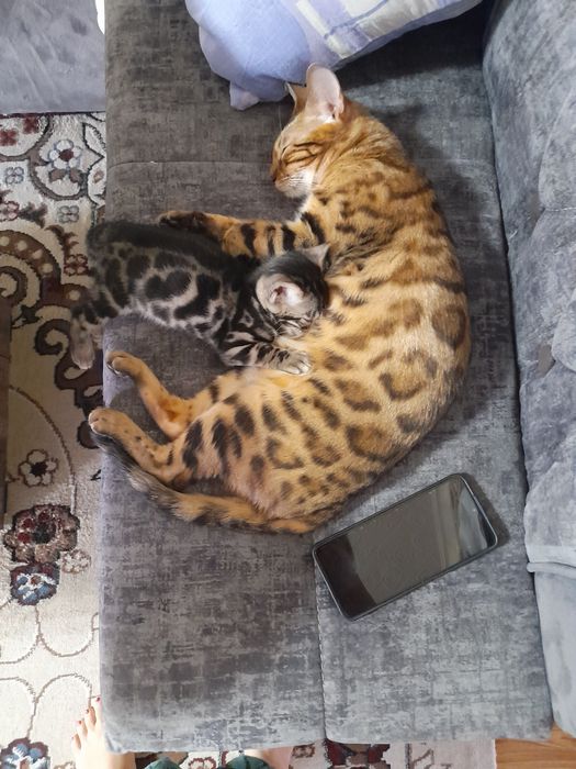 Продажа бенгальской пароды