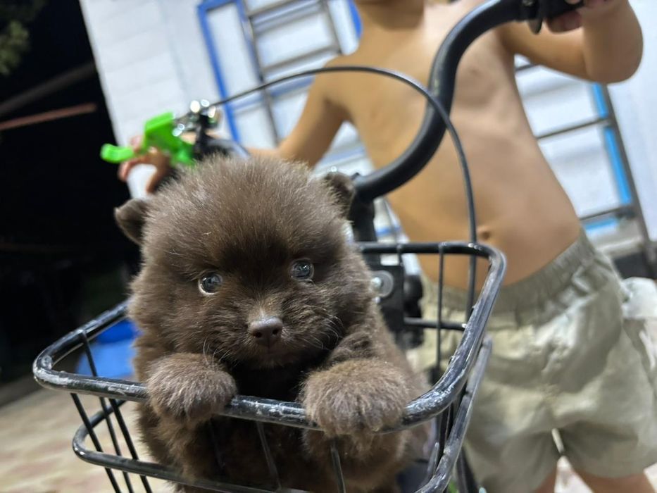 Продам щенков в хорошие руки