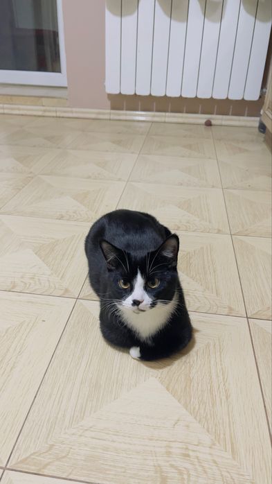 Котенок породы Манчкин