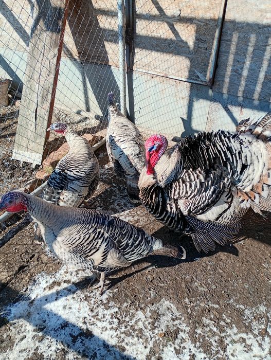 Curcani Narragansett American