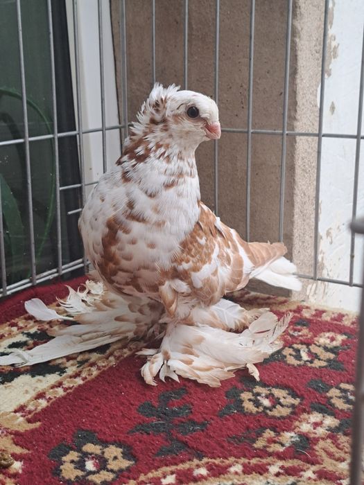 Голубка гульбадам молодая