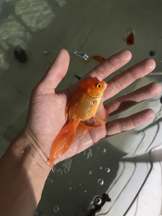Oranda baliqla sotiladi