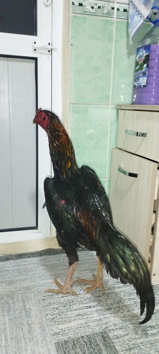 Dakan xoʻroz sotiladi