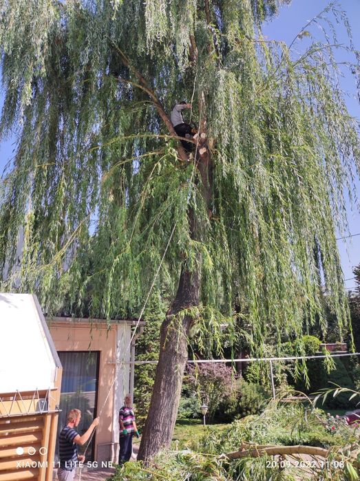 Спил деревьев, санитарная обрезка