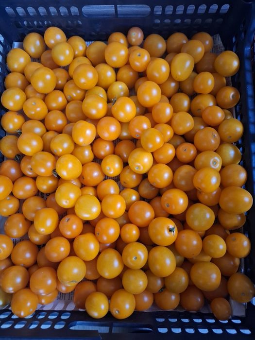 Продам помидоры Черри