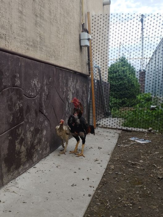 Продам парочку дакан