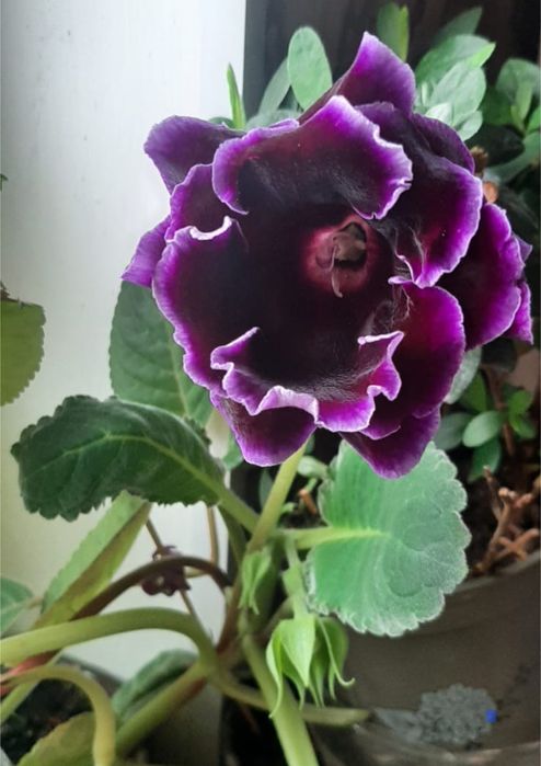 Глоксиния  глоксиния