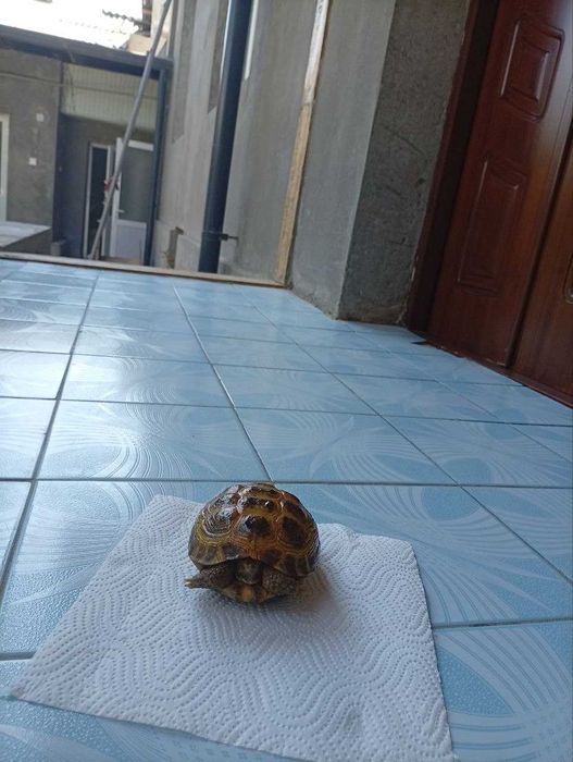 Toshbaqa sotiladi! (Продается черепаха)