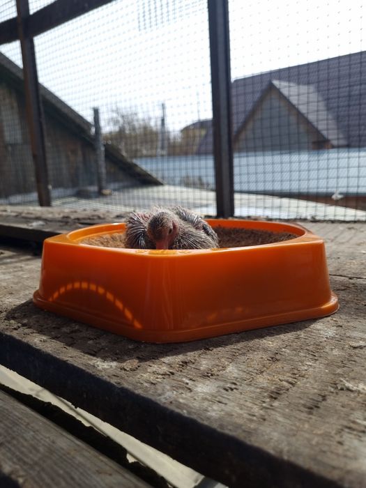 Гнёзда для голубей.