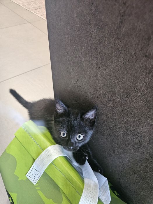 Котенок девочка 2.5 месяца