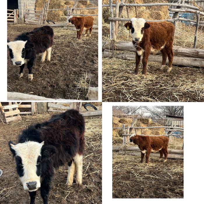 2 баспақ сатылады,семіз