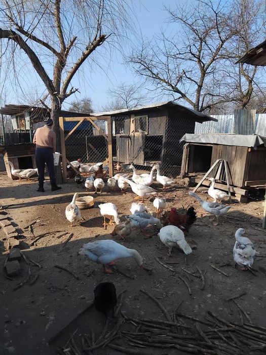 Vând gâște vi sau sacrificate