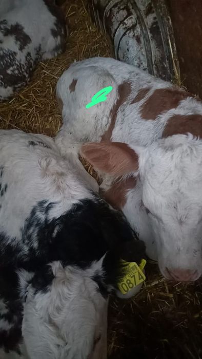 Vand vitei si vitele