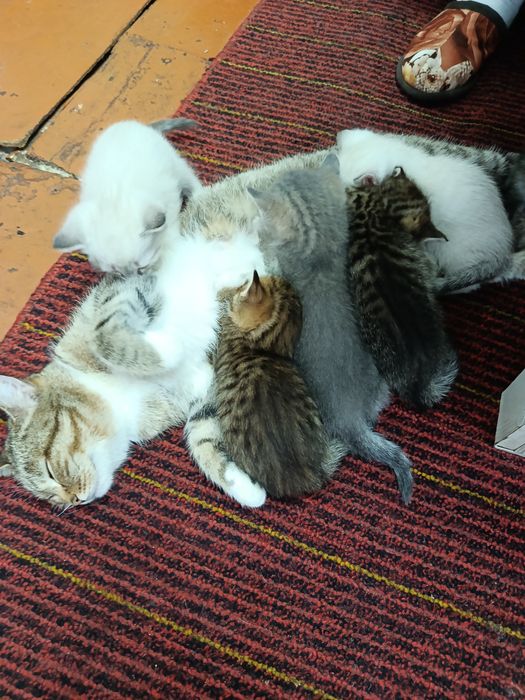 Отдам котят в добрые руки