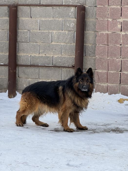 Немецкий овчарка