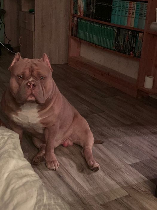 Вязка американский булли