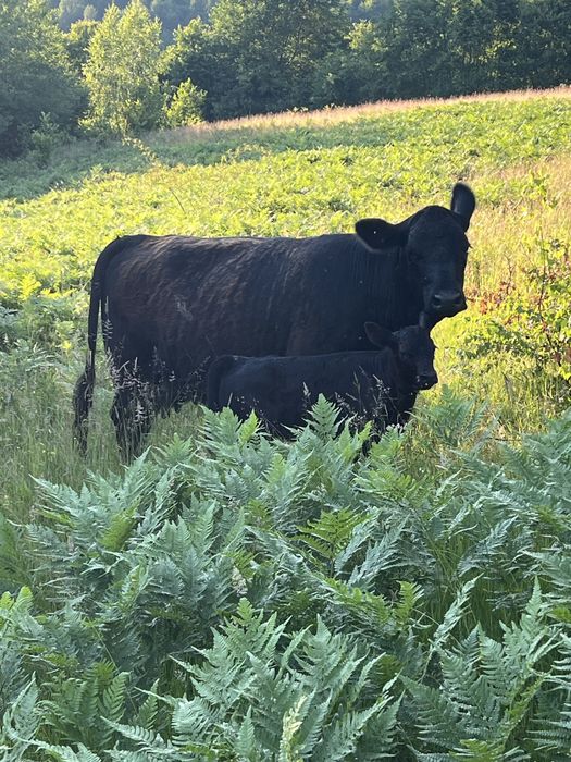 Taur angus cu juninca