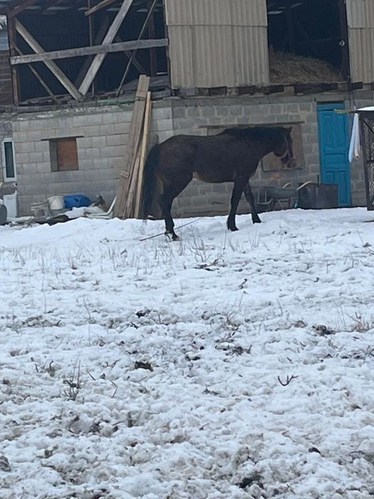 Продам кобылу полукровка