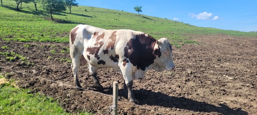 Taur montbeliard