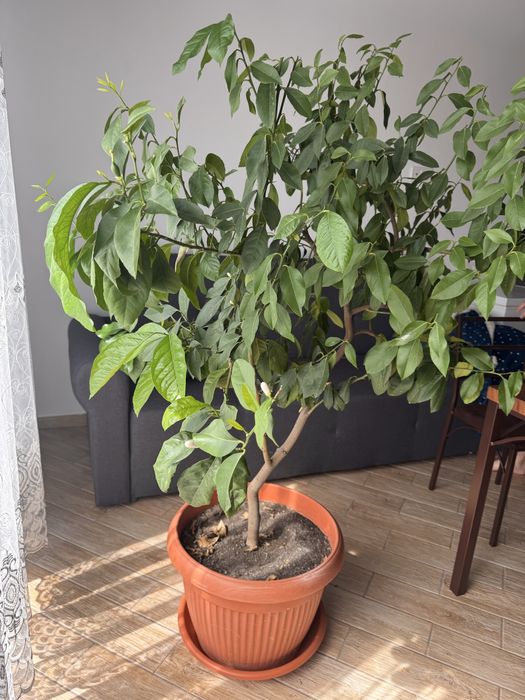 Lămâi inflorit