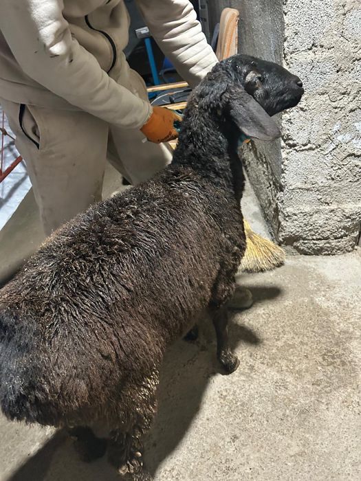 4 ай жемде тұрған тоқтылар сатылады