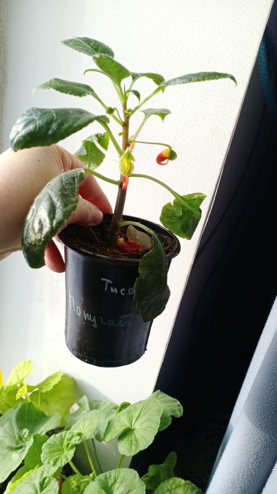 Продам излишки растений недорого