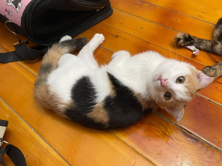 Вислоухий трехцветный котенок, девочка