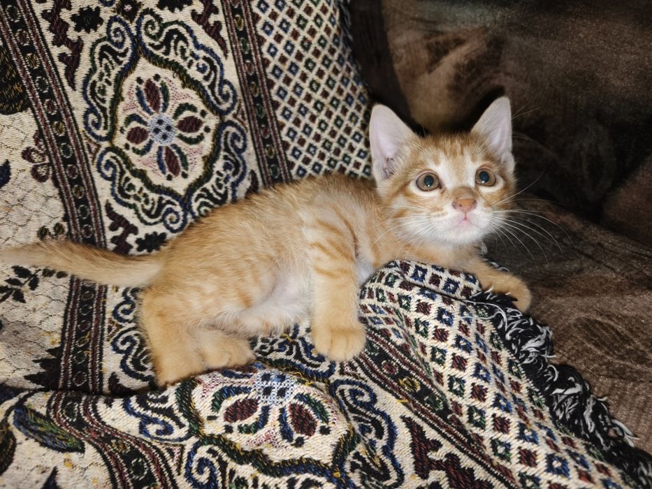 Отдам котят в хорошие руки