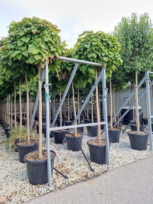 Vindem catalpa de mai multe dimensiuni