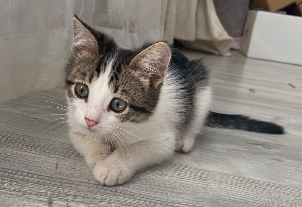 Отдам в добрые руки котенка
