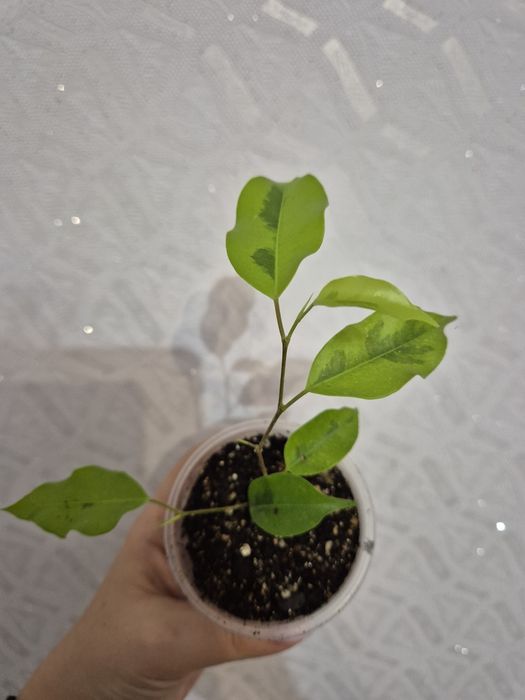 Продам разные сорта фикусов