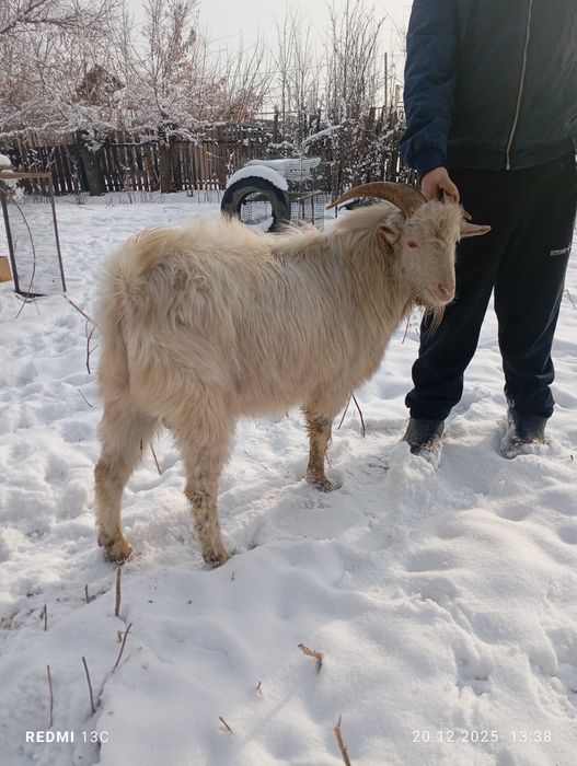 Козел упитанный продам