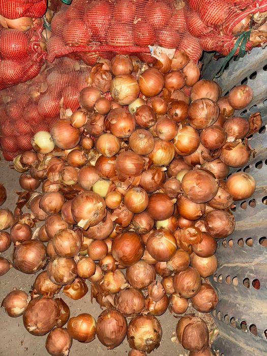 Лук репчатый свежий на складе