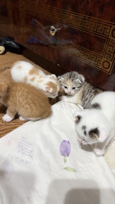 Вислоухие котята