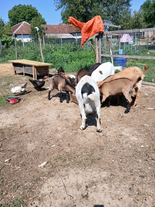 Capre bune de lapte cu iezi.doi tapi si doua iedute