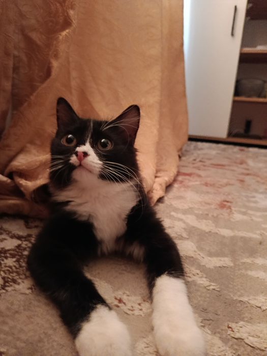 отдам котенка даром