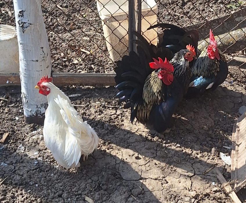 Vând sau schimb 2 cocoși de chaboo