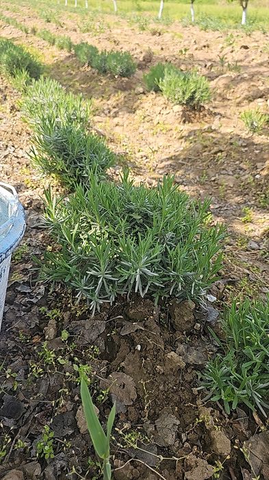 Lavanda gullari fransuskiy sort