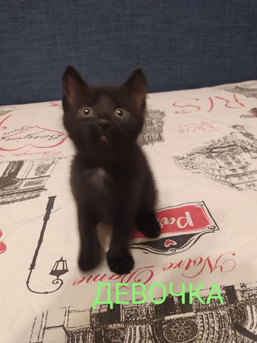 Котята домашние в добрые руки