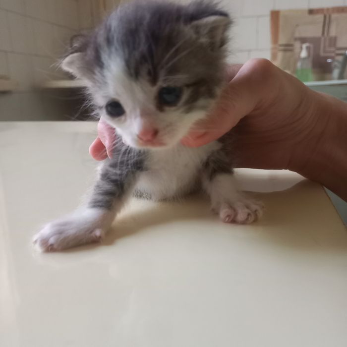 Вислоушки  один месяц мальчики