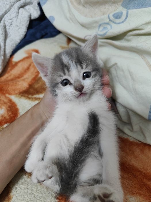 Отдать котят в добрые руки